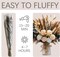 101pcs Artificial Flowers in Vase Natural Dried Pampas Grass Decor with Vase Boho Home Decor Bouquet Bunny Tails Dried Flowers, Reed Grass Bouquet for Wedding Floral Arrangements (101pcs)